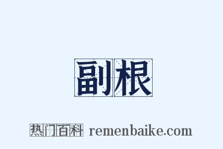 副根是什么意思的图片